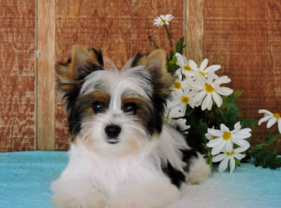 screenshot 2026 05 01 at 16.40.11 Teacup Yorkie Puppies