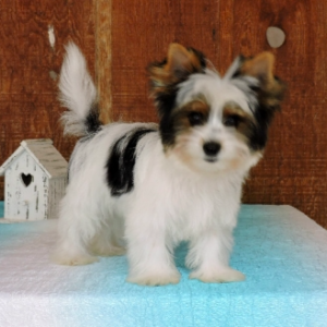 Teacup Yorkie Puppies
