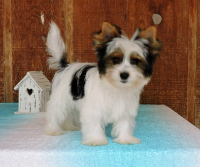 Teacup Yorkie Puppies Teacup Yorkie Puppies