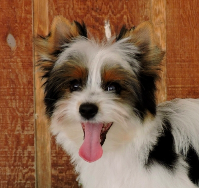 Teacup Yorkie Puppies Teacup Yorkie Puppies