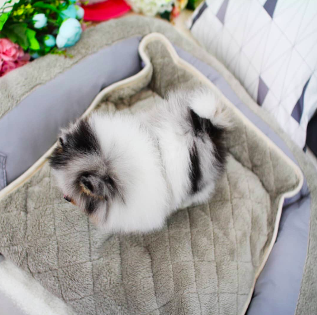 Teacup Pomeranian Puppies Teacup Pomeranian Puppies