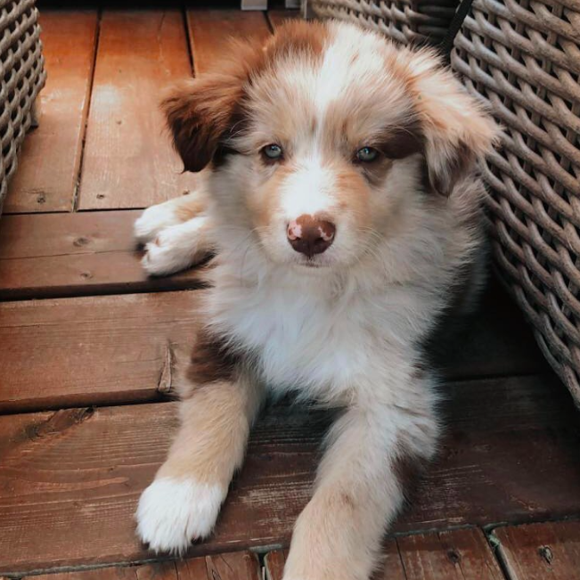Aussie Puppies Aussie Puppies
