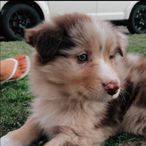 Aussie Puppies