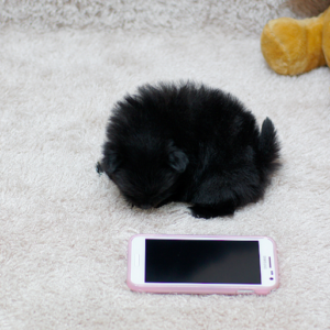 Teacup Pomeranian Puppies