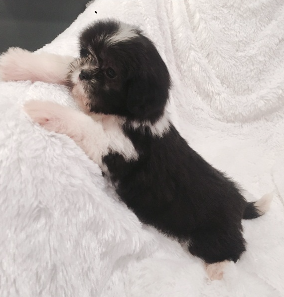 Shih Tzu Puppies Shih Tzu Puppies