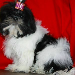 shih tzu puppies