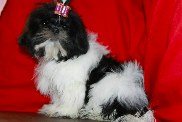 shih tzu puppies for sale shih tzu puppies