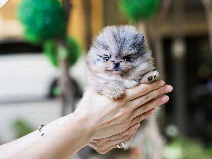 Teacup Pomeranian Puppies