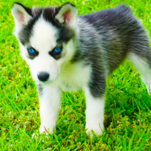 Siberian Husky Puppies