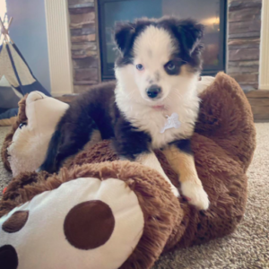 Aussie Puppies