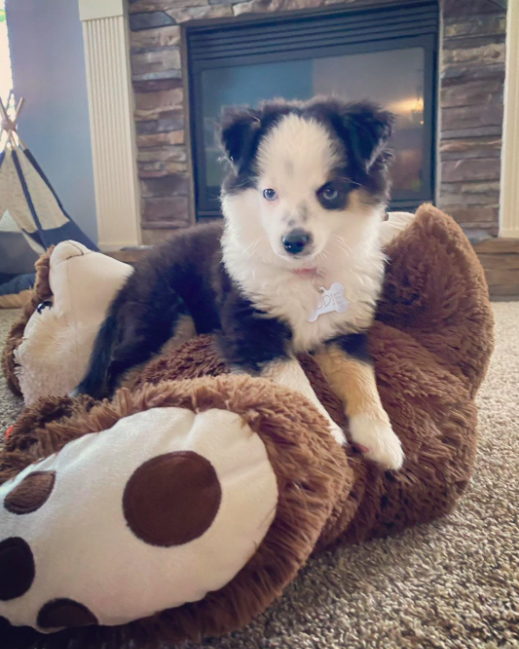 Aussie Puppies Aussie Puppies