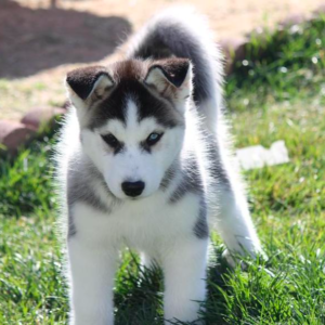Siberian Husky Puppies