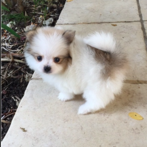 Teacup Pomeranian Puppies