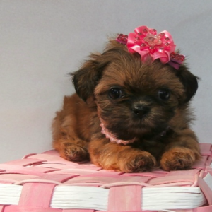 Shih Tzu puppies