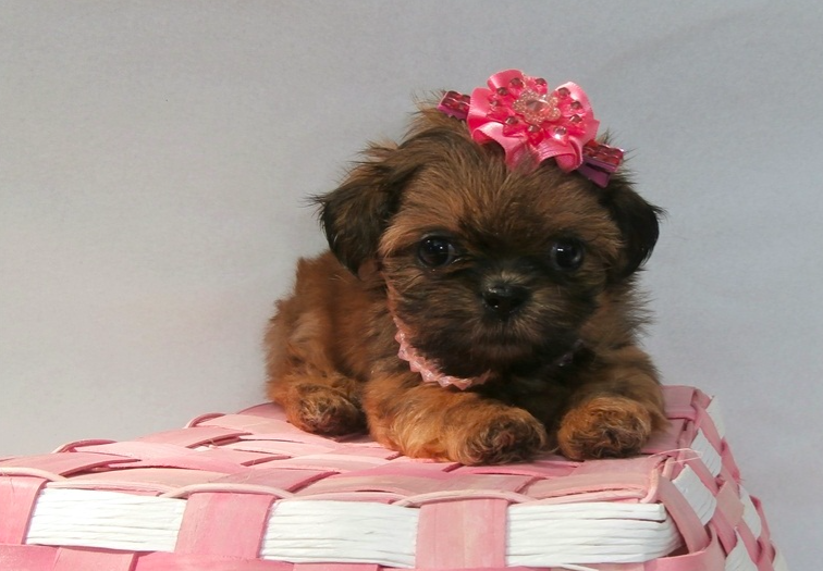 Shih Tzu puppies Shih Tzu puppies