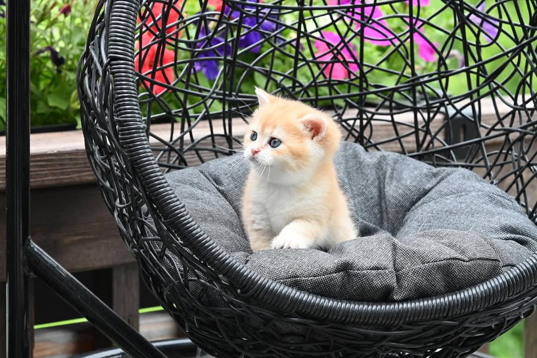 british shorthair kitten winston – charming male british shorthair kitten winston – charming male