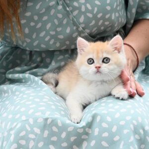 british shorthair kitten winston – charming male