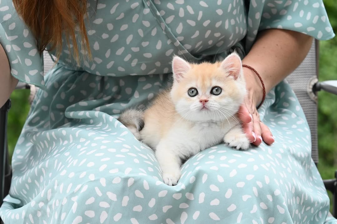 british shorthair kitten winston – charming male british shorthair kitten winston – charming male