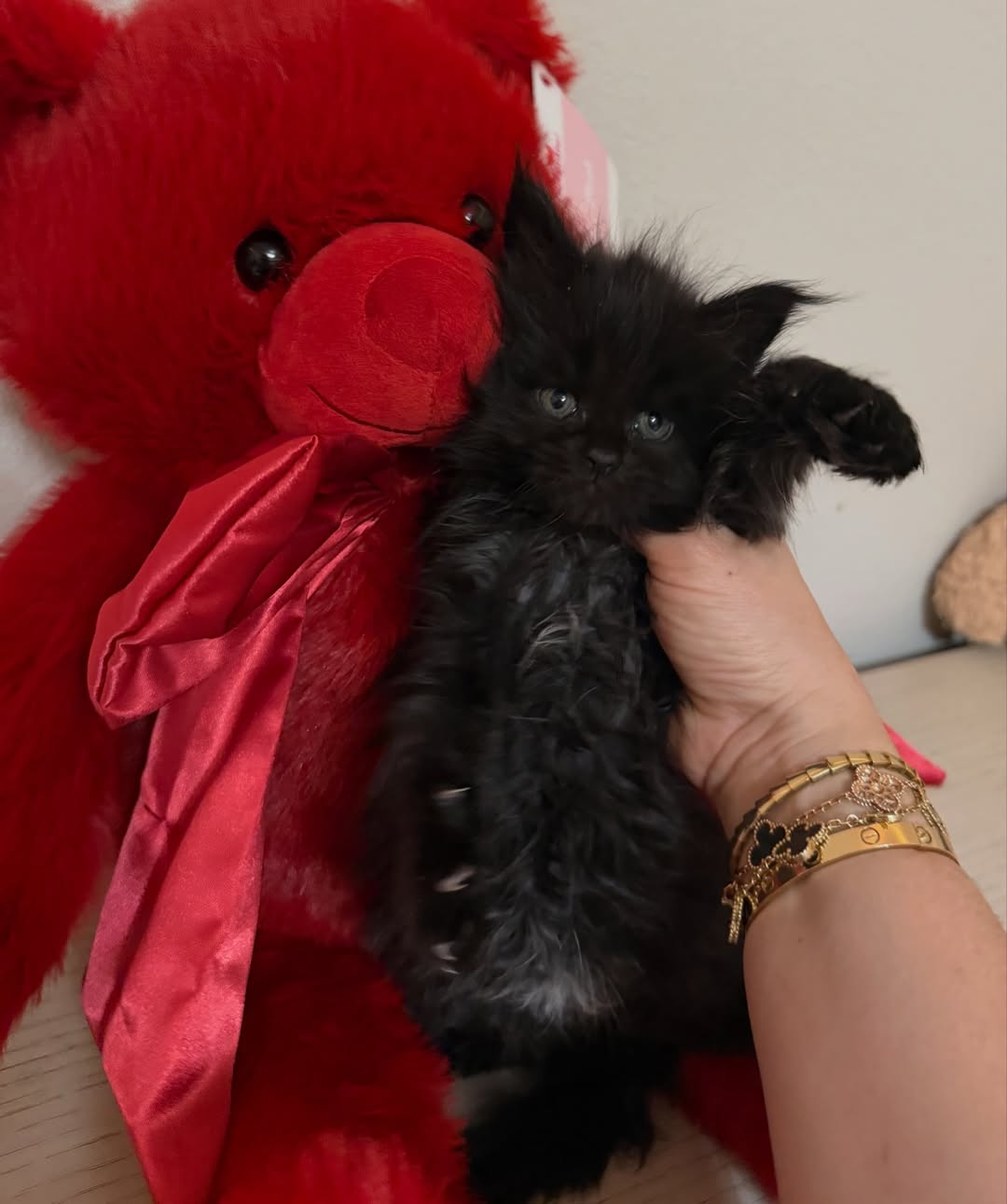 thor – majestic male maine coon kitten thor – majestic male maine coon kitten