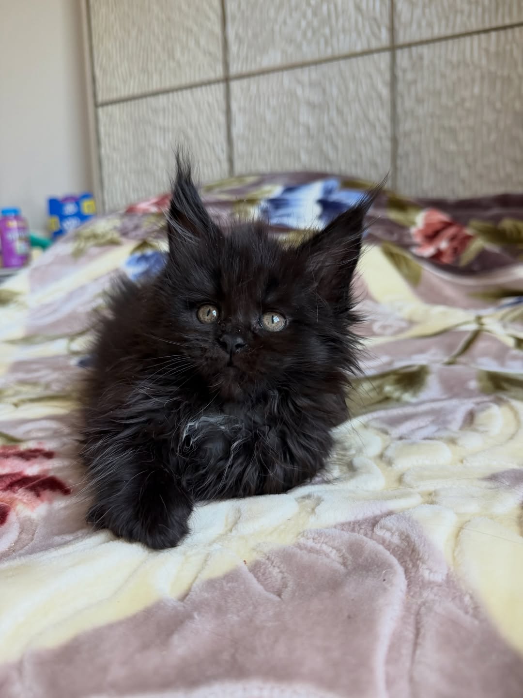 thor – majestic male maine coon kitten thor – majestic male maine coon kitten