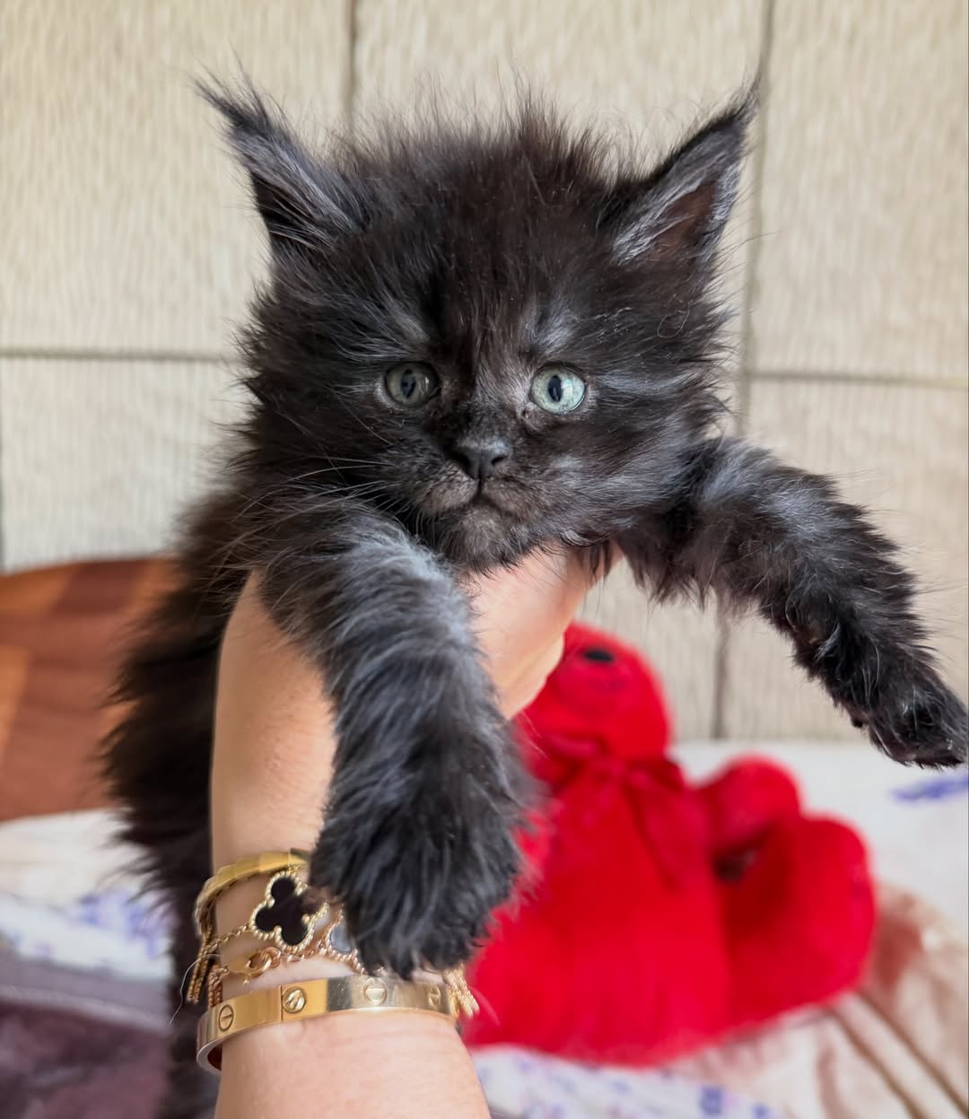 thor – majestic male maine coon kitten thor – majestic male maine coon kitten
