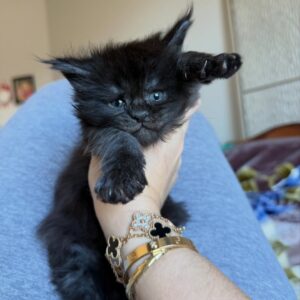 thor – majestic male maine coon kitten