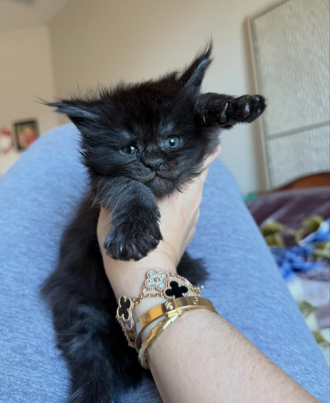 thor – majestic male maine coon kitten thor – majestic male maine coon kitten