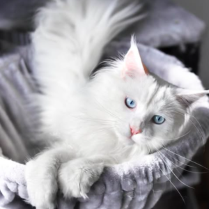 thor – majestic male maine coon kitten