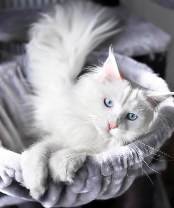 thor – majestic male maine coon kitten thor – majestic male maine coon kitten