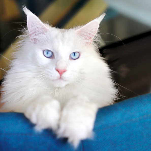 thor – majestic male maine coon kitten thor – majestic male maine coon kitten