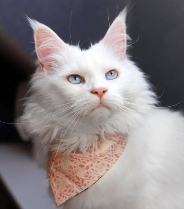 thor – majestic male maine coon kitten thor – majestic male maine coon kitten