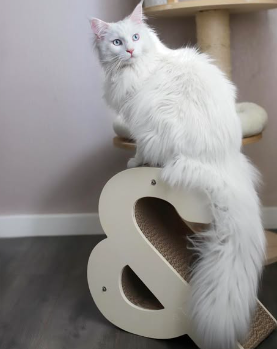 thor – majestic male maine coon kitten thor – majestic male maine coon kitten