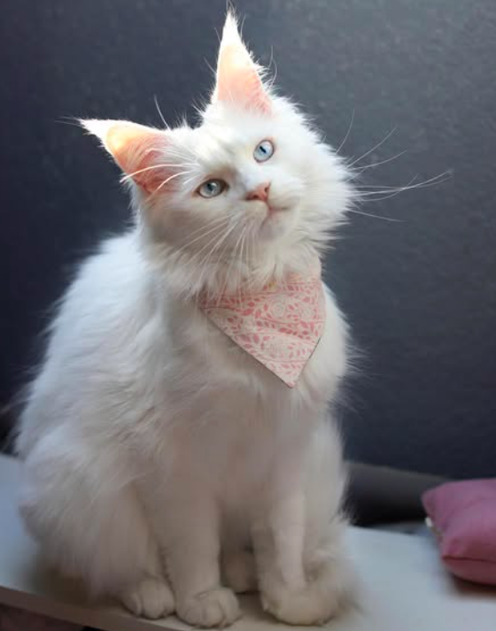 thor – majestic male maine coon kitten thor – majestic male maine coon kitten