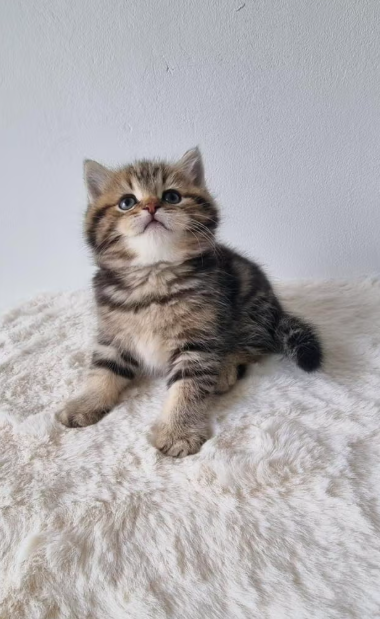 british shorthair kitten winston – charming male british shorthair kitten winston – charming male