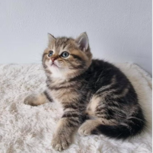 british shorthair kitten winston – charming male