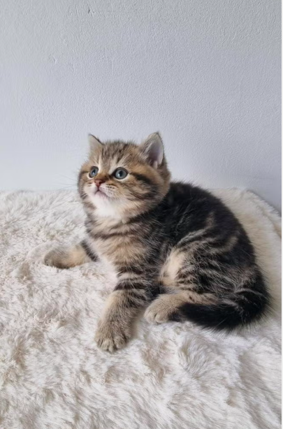 british shorthair kitten winston – charming male british shorthair kitten winston – charming male