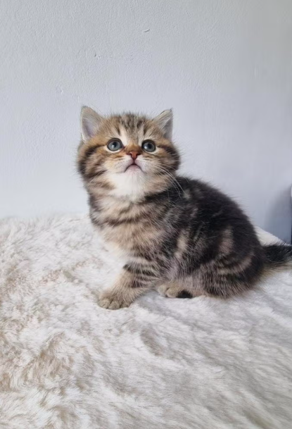 british shorthair kitten winston – charming male british shorthair kitten winston – charming male